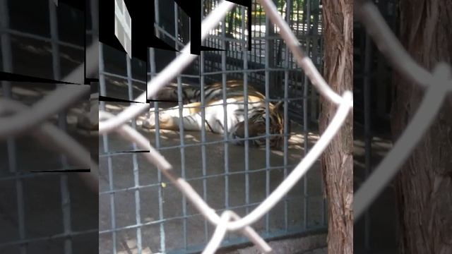 Животные РОСТОВСКОГО Зоопарка смотреть онлайн