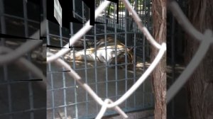 Животные РОСТОВСКОГО Зоопарка