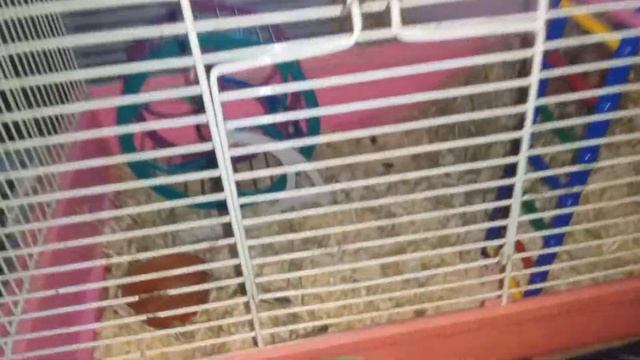 Сирийский хомяк! Уход за хомяком!Все о хомяках! смотреть онлайн