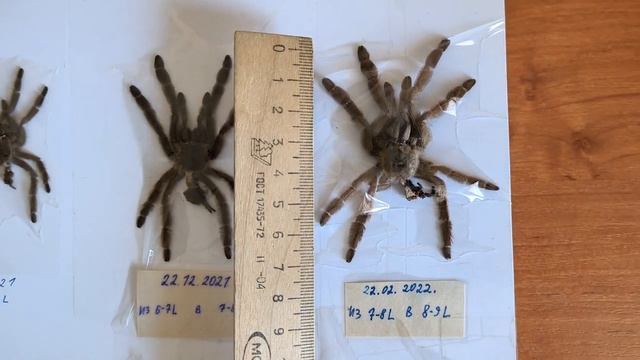 psalmopoeus cambridgei | скорость роста смотреть онлайн