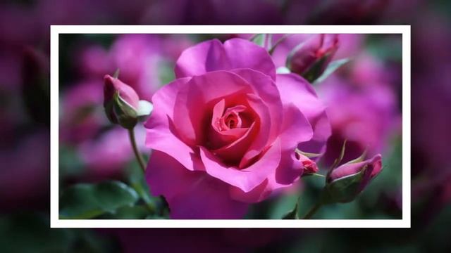 Для тебя любимая! смотреть онлайн