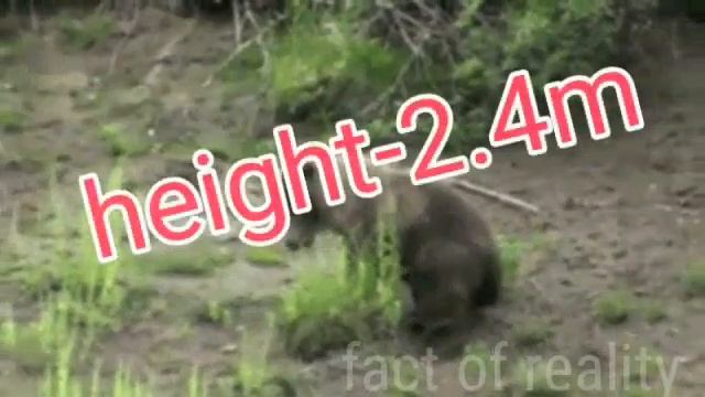 POLAR BEAR VS BROWN BEAR | GRIZZLY BEAR VS POLAR BEAR | BLACK BEAR VS WHITE BEAR . смотреть онлайн