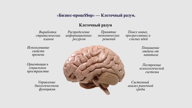 «БИЗНЕС-ПРОЦЕ$$ОР» — «Клеточный «разум» смотреть онлайн
