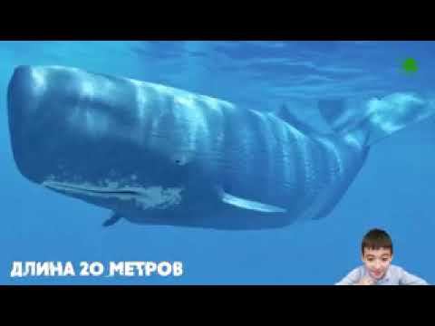 Майлен Константиновский 