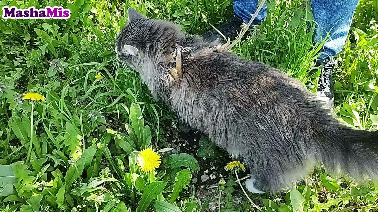 Кот Кузьма на прогулке / Хорошо жить на Кубани! смотреть онлайн