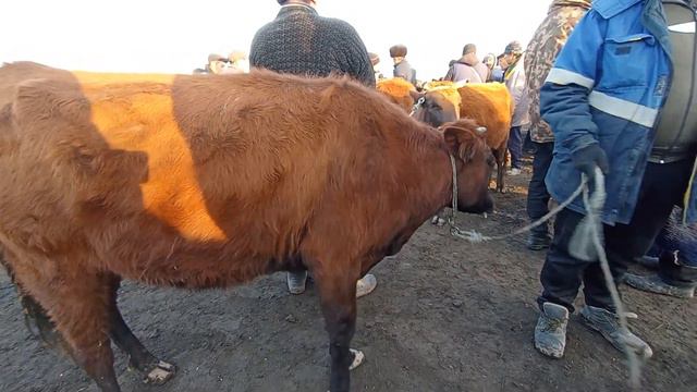 Гурлан мол бозори бугоз ва кисир гунажжинлар нархи 21 11 28 смотреть онлайн