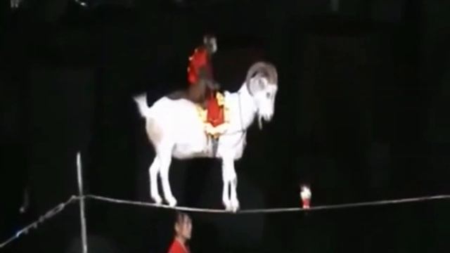 Как это у них получается?)/Канатоходцы/Татьяна К.С/СтихиЯ*** смотреть онлайн