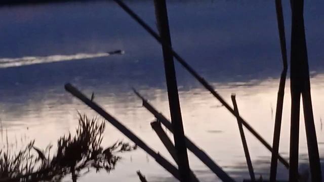 ВОДЯНАЯ КРЫСА ОНДАТРА. смотреть онлайн