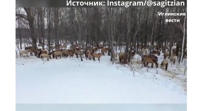 В Иглинском районе Башкирии сняли то, как вежливо ведут себя лошади по отношению друг к другу смотреть онлайн