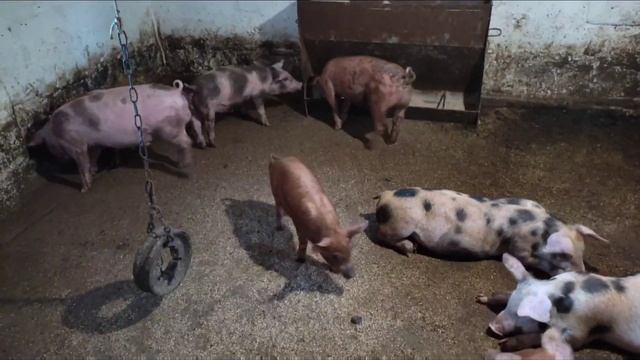 Он Всё-таки Смог это сделать в 5'5 месяца! ждём что из этого получится! смотреть онлайн