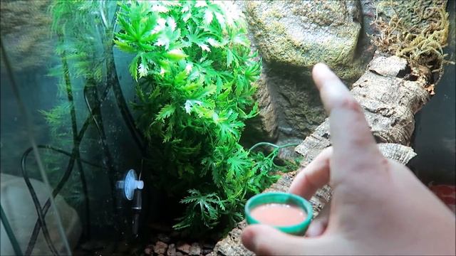 5 reasons why your gargoyle gecko isnt eating смотреть онлайн