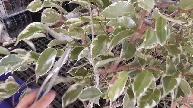 Ficus Benjamina ni se defolia ni se poda fuerte смотреть онлайн