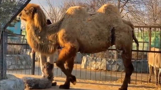 Чудо рождения "Пушкина-Нежданчика" в Тайгане смотреть онлайн