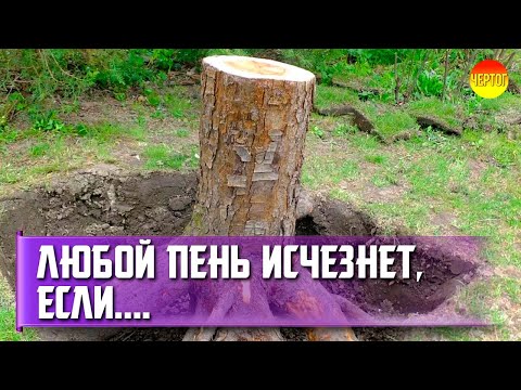 Как удалить пень. Как удалить пень от спиленного дерева смотреть онлайн