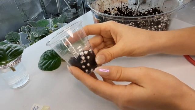 Размножение фиалок листом. 3 способа как можно укоренить фиалку. смотреть онлайн