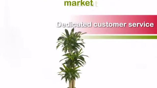 57 inch Corn Stalk Dracaena: Potted - artificialplantsandtrees.com смотреть онлайн