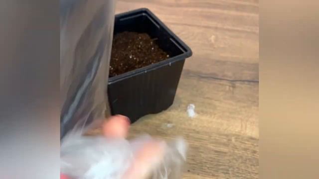 Лаванда БЕЗ СТРАТИФИКАЦИИ. Выращивание лаванды от посева до цветения. смотреть онлайн