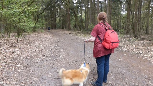 Sheltie Rishon moet wachten tot ze mag gaan speuren смотреть онлайн