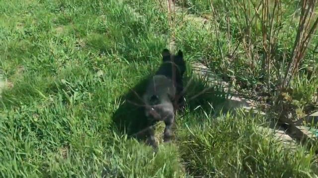 Французский Бульдог Марсик и Лирик 9 апреля смотреть онлайн