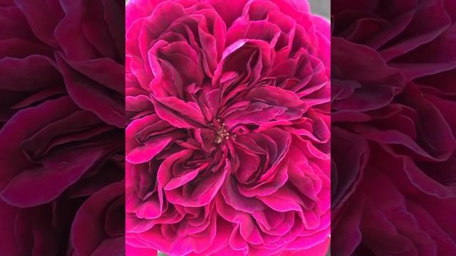 William Shakespeare Roses Роза Вильям Шекспир смотреть онлайн