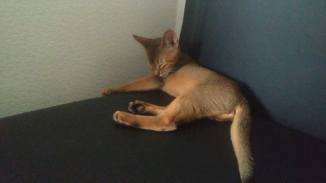 Абиссинская кошка ЛИса дома. День второй