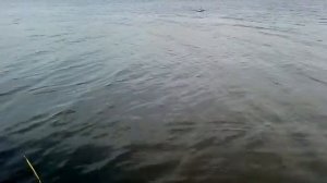 Доработка прикормочного кораблика флайтек(flytec). Увеличение скорости