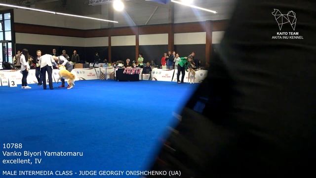 EURO DOG SHOW 2018 | MALE INTERMEDIA AKITA EDS | POLAND WARSAW | EDS 2018 смотреть онлайн