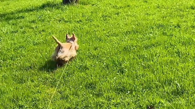 В Германию тепло вернётся в середине апреля//К нам прилетел дирижабль//Я опять вернулась в цигун смотреть онлайн