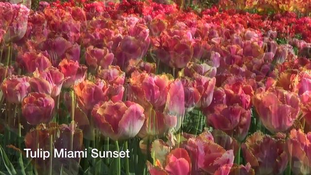 Tulip Miami Sunset - Tulip Bulbs From Holland