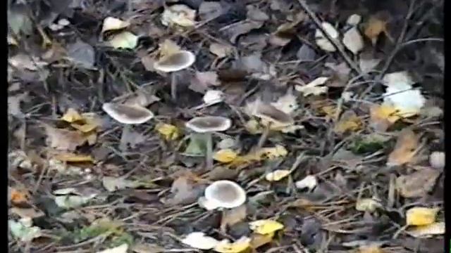 Грибы Петушки,рядовки серые.* смотреть онлайн