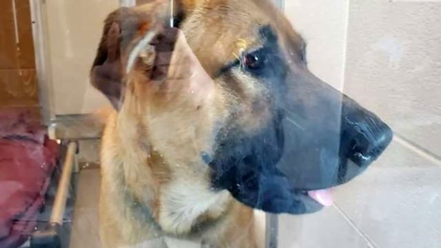 Продрогшая собака замерзала в снегу, но то что было у неё под животом заставляло её жить! смотреть онлайн