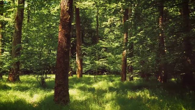 Mother Gaia, Relaxing Nature Sounds , Shamanic Sounds, Meditation Music смотреть онлайн