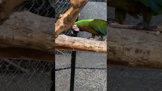 Зоопарк Баку ( 3 часть ) смотреть онлайн