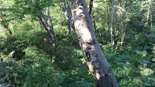 Туапсе. Скала Киселева