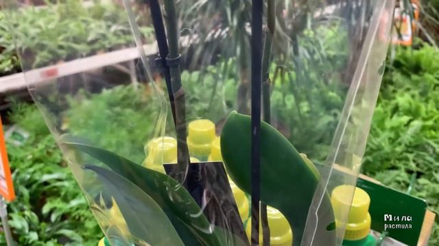 ОБИ-сад: небольшой привоз свежих ОРХИДЕЙ и других растений. смотреть онлайн