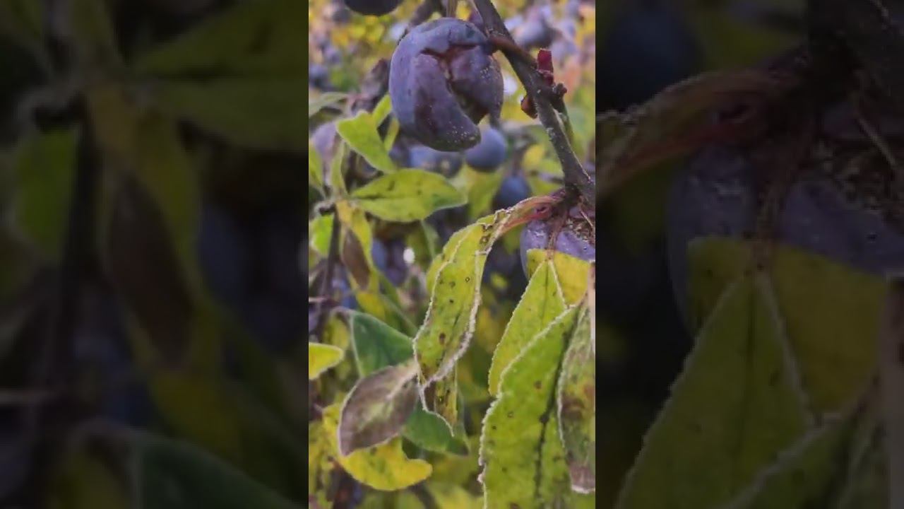 Всем доброго морозного утра и хорошего дня! Скоро зима…. смотреть онлайн