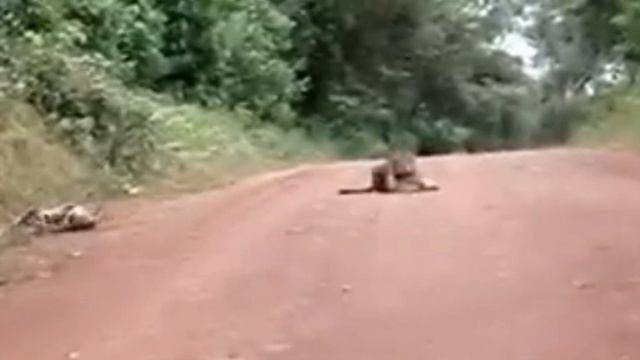 Водитель испугался, увидев на дороге пуму. смотреть онлайн