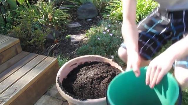 Growing a Coconut Palm from seed. Update & Transplant смотреть онлайн