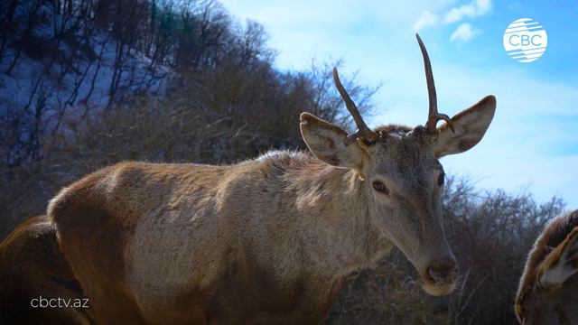 Это Азербайджан ➤ Шахдагский национальный парк [4K 60fps] — (CBC TV) смотреть онлайн