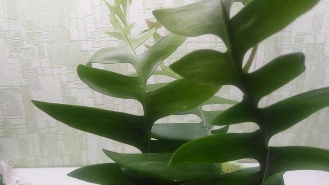 Марниеры для Натальи. смотреть онлайн