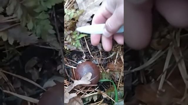 благородный гриб смотреть онлайн
