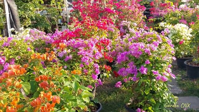 Bougainvillea At Thai Flowers Market