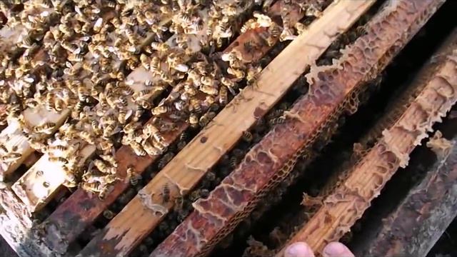 апрель на пасеке в Подмосковье - первые работы с пчелами смотреть онлайн