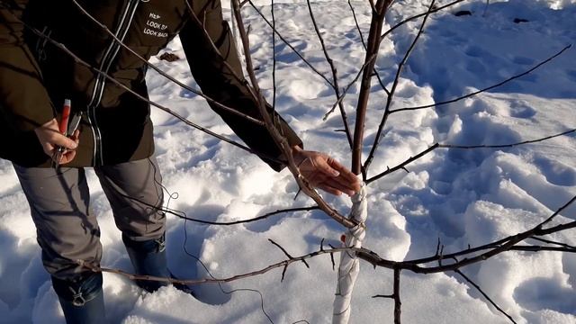 Обрезка 4 х летней яблони. смотреть онлайн