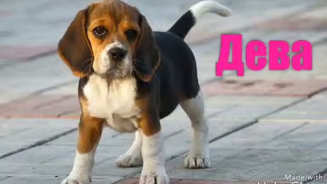 КАКАЯ СОБАКА ТЕБЕ ПОДХОДИТ ПО ЗНАКУ ЗОДИКА??? смотреть онлайн