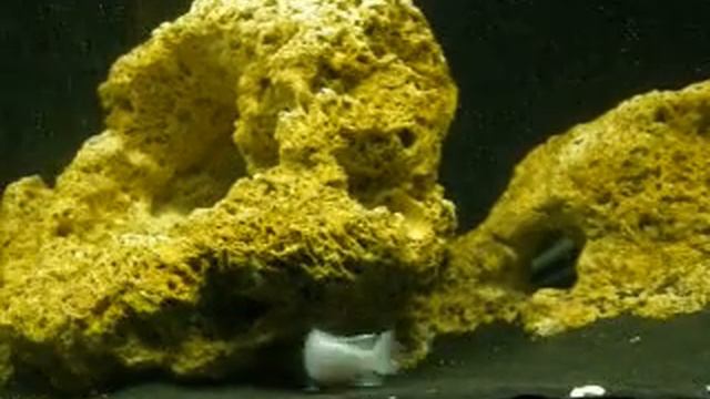 55g Lake Malawi Tank смотреть онлайн