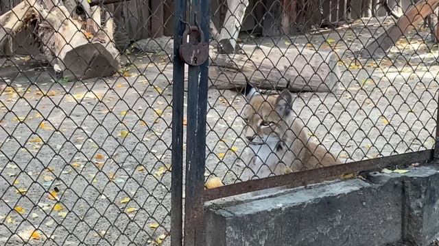 Лера едет в зоопарк г.Пермь смотреть онлайн