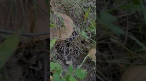 Подберезовик твердоватый. Тихая охота - сентябрь 22