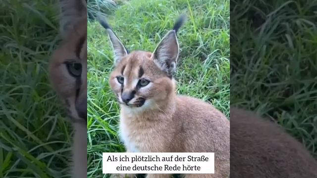 Когда вдруг услышал на улице немецкую речь 🤓  #немецкийязык #deutschonline #юмор