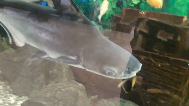 Самый красивый аквариум на 2000 литров. Самые большие аквариумные рыбки / Aquarium of 2000 liters смотреть онлайн